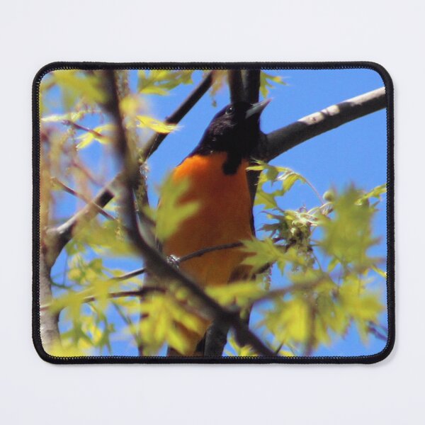 Artikelvorschau, BALTIMORE ORIOLE 1 entworfen und verkauft von BOLLA67.