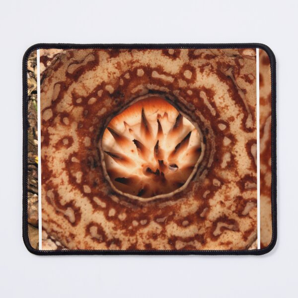 Item preview, Male Rafflesia pricei Flower - Composite View designed and sold by Carole-Anne.