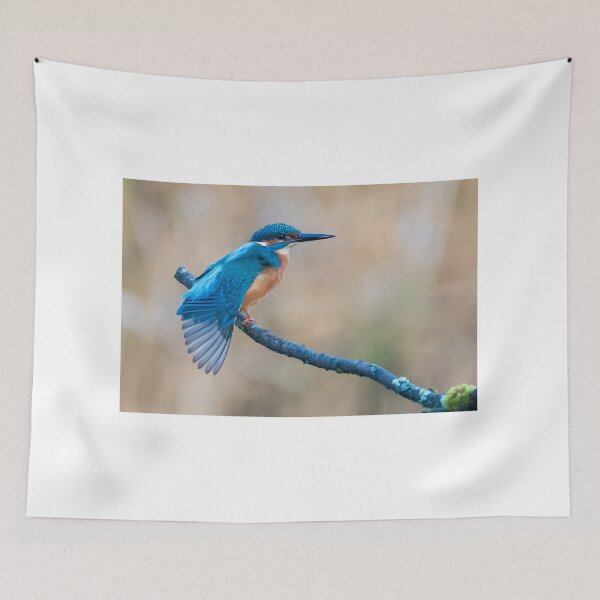 Item preview, Common kingfisher designed and sold by Steve Liptrot Photography.