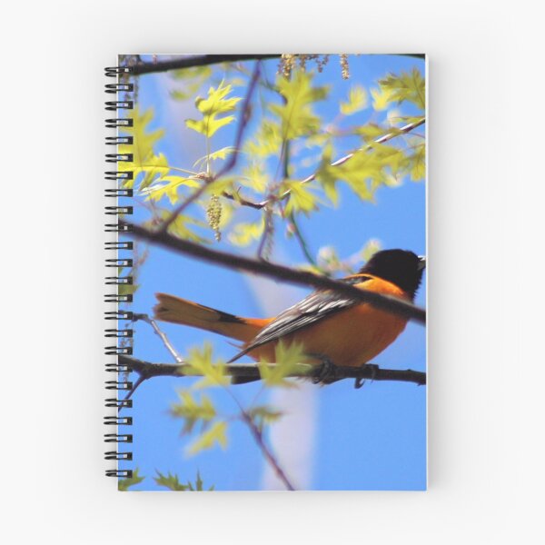 Artikelvorschau, BALTIMORE ORIOLE 2 entworfen und verkauft von BOLLA67.