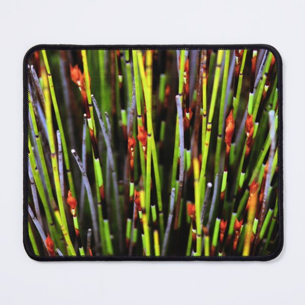 Item preview, Plants of the Fynbos, Cape Reed Grass designed and sold by Carole-Anne.