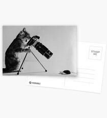 funny cat and mouse photograph Postcards
