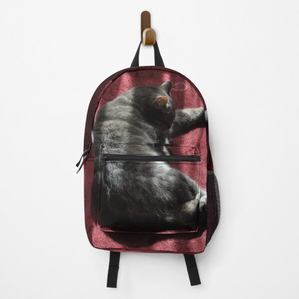 Item preview, Cat In Morning Sunlight, Granville Hotel, France 2012 designed and sold by muz2142.
