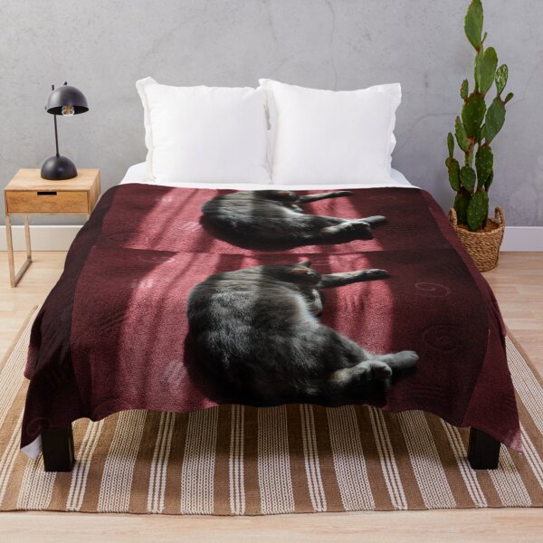 Item preview, Cat In Morning Sunlight, Granville Hotel, France 2012 designed and sold by muz2142.