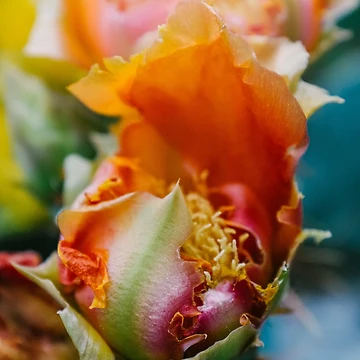 Artwork thumbnail, Spring Fever by Chee Sim