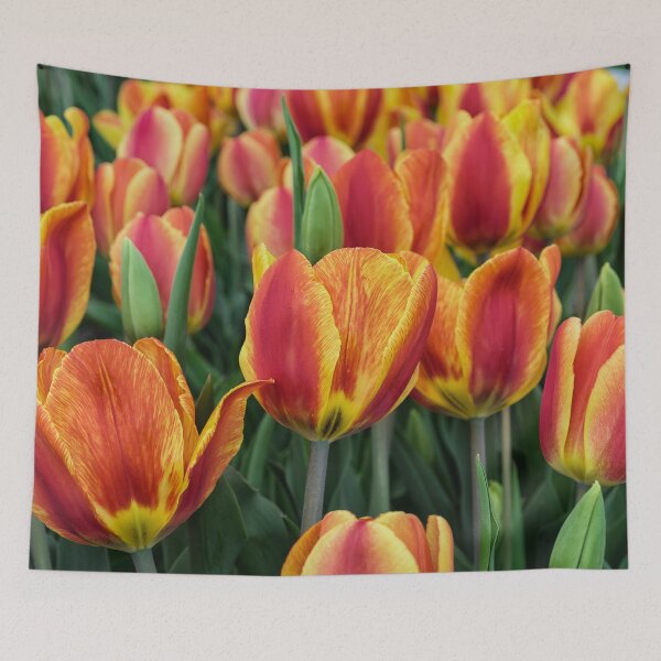 Item preview, Orange Tulips on Cape Ann designed and sold by Roger Porter Photography.