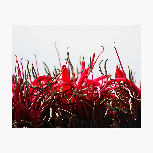 Aperçu de l'œuvre Red Flower créée et vendue par Kim Doyle.