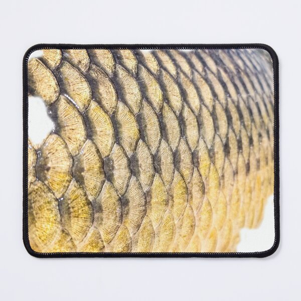 Item preview, Art Carp fish designed and sold by mary02.
