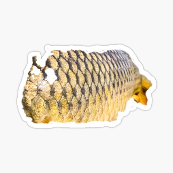 Art Carp fish Sticker