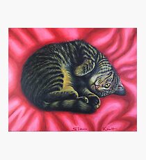 Gigi Cat Curl on a Red Rug Photographic Print