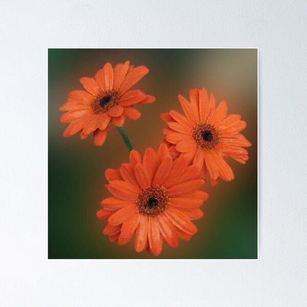 Item preview, GERBERS designed and sold by Christina Sauber.