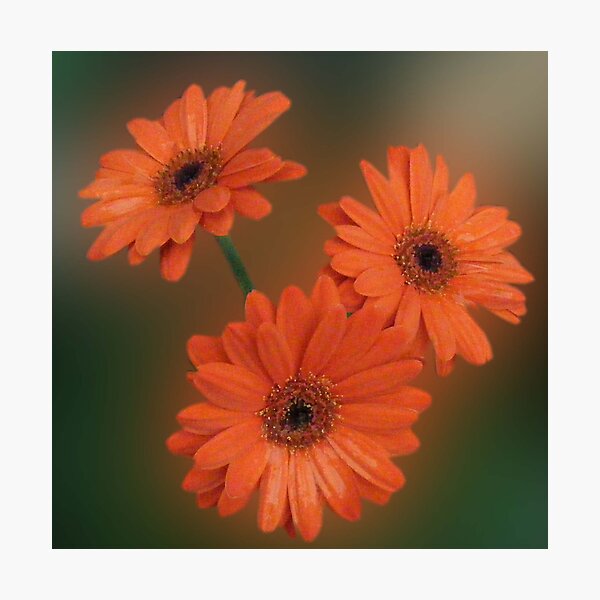 Item preview, GERBERS designed and sold by Christina Sauber.