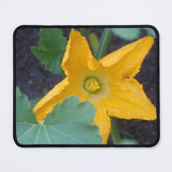 Item preview, Orange-Yellow Courgette Flower Shrub Photograph designed and sold by taiche.
