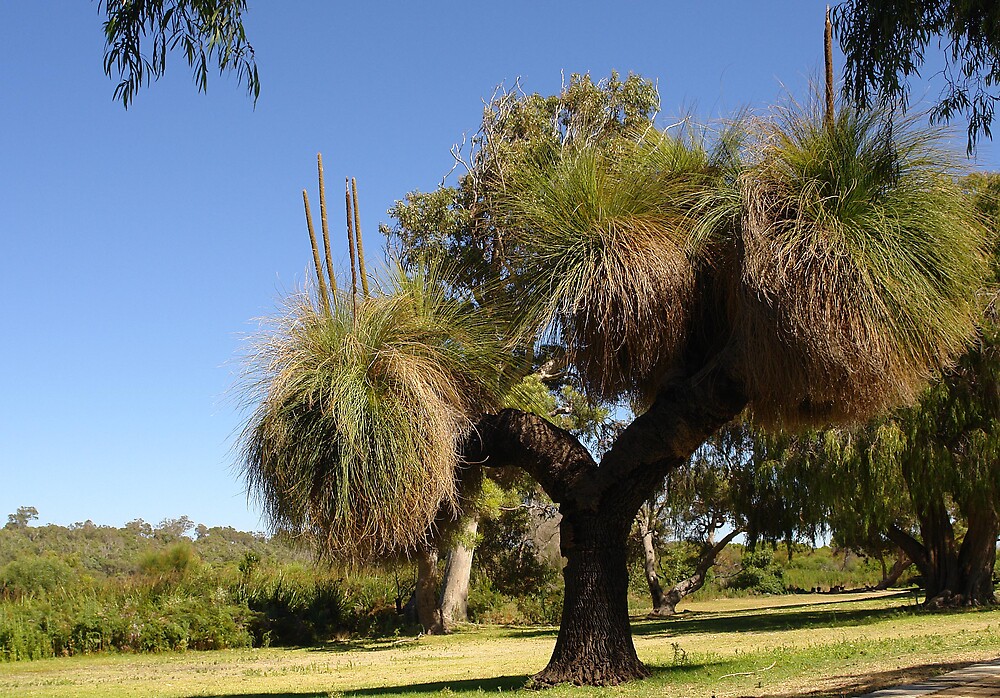 "Australian Grass Tree (Blackboy)" by Redbubble