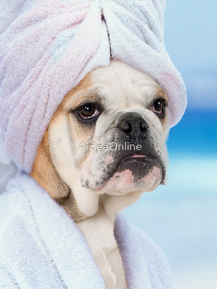 English Bulldog puppy in dressing gown and towel