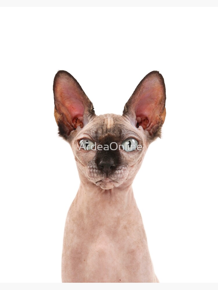 Impression Rigide Sphynx Chat Inhabituel Sans Poils Regardant Avec De Grandes Oreilles Par Ardeaonline Redbubble