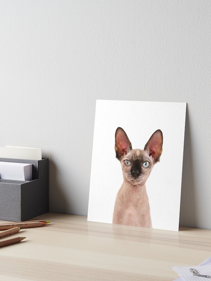 Impression Rigide Sphynx Chat Inhabituel Sans Poils Regardant Avec De Grandes Oreilles Par Ardeaonline Redbubble