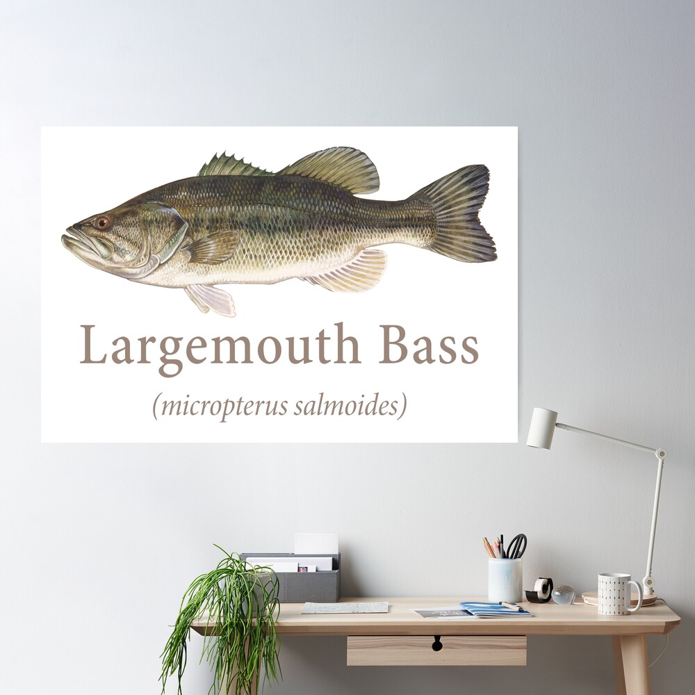 Buy Fishing Enthusiast Art Large Mouth Bass Fish Canvas Wall