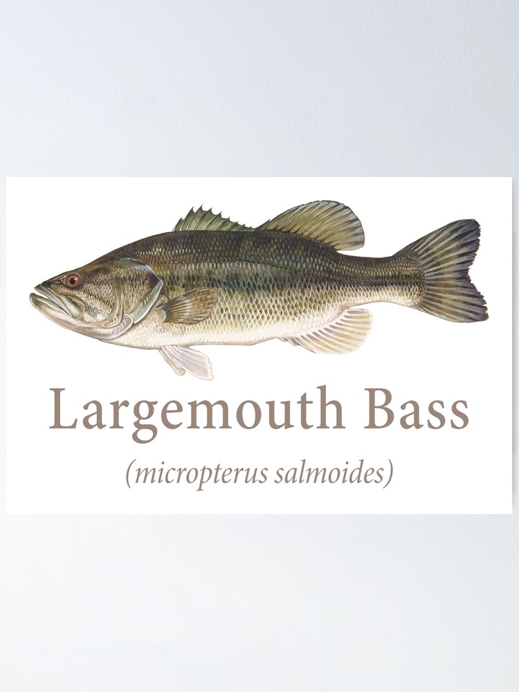 Largemouth Bass Posters for Sale