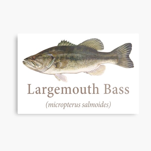 Largemouth Bass Fishing' Poster, picture, metal print, paint by Markus  Ziegler