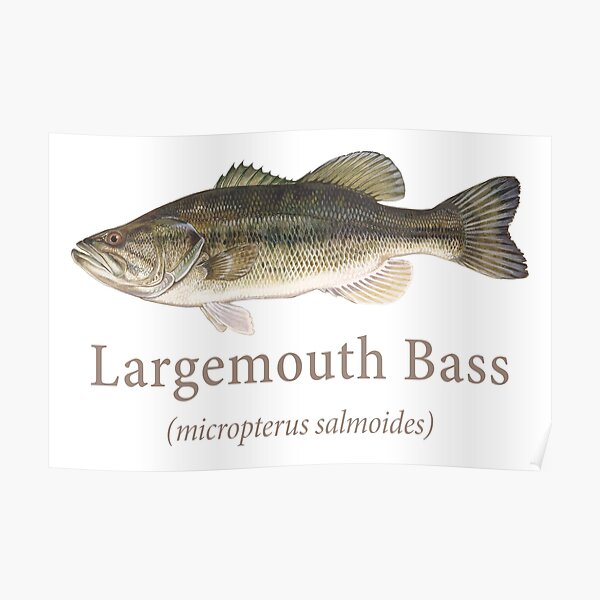 "Largemouth Bass Portrait with Scientific Name" Poster for Sale by