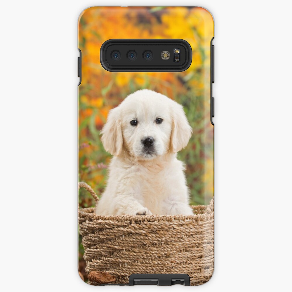 cute golden retriever puppy images