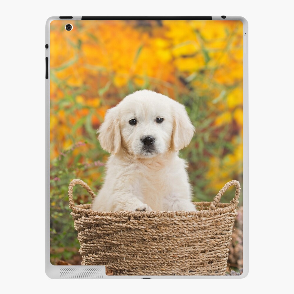 Cute Golden Retriever puppy in basket