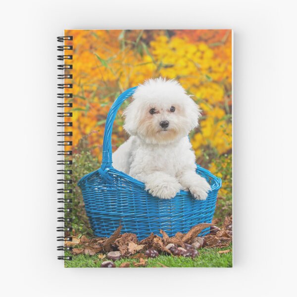 Artikelvorschau, Netter weißer Bichon Frise Welpe, der in einem Korb sitzt entworfen und verkauft von ArdeaOnline.