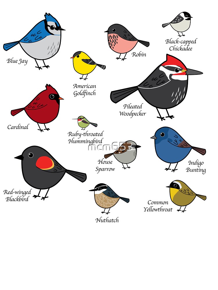 Birds Chart for Kids