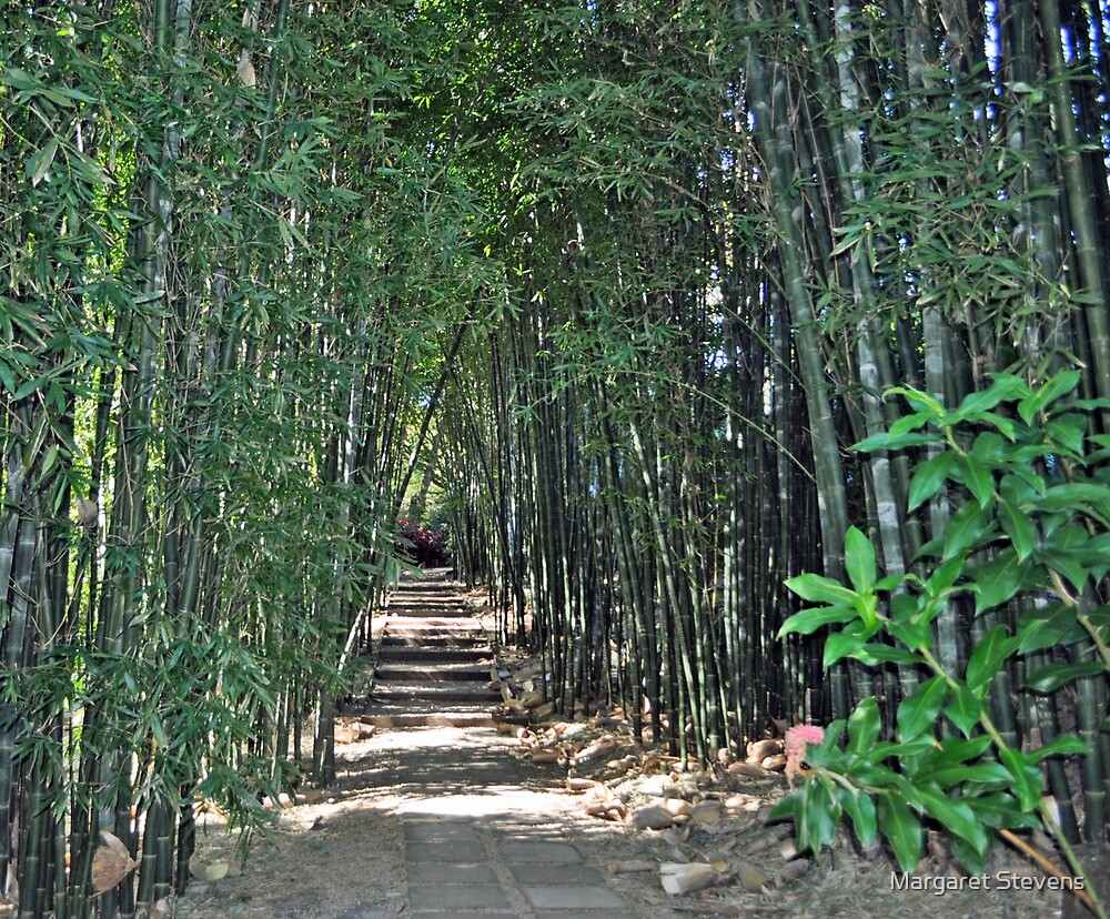 "Bamboo Walk" by Margaret Stevens Redbubble
