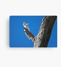 0053 Sitting pretty Canvas Print