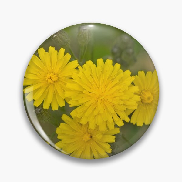 Item preview, smooth hawksbeard flowers designed and sold by xophotography.