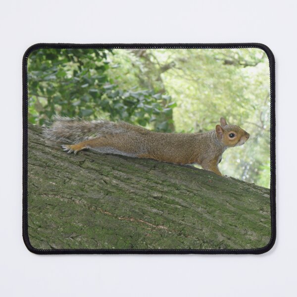 Item preview, Grey Squirrel on a Tree Trunk Photograph designed and sold by naturegallery.