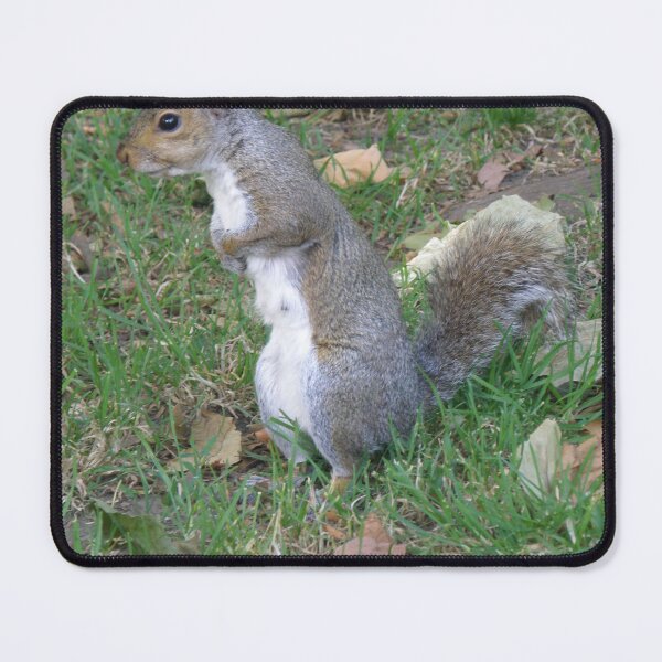 Item preview, Cute Female Squirrel with Paws on Belly Photograph designed and sold by naturegallery.