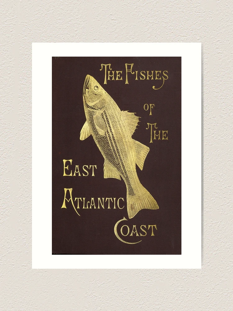 White Bass - 1884 Print