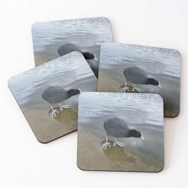 Item preview, Coot • 2022 designed and sold by Mortinus.