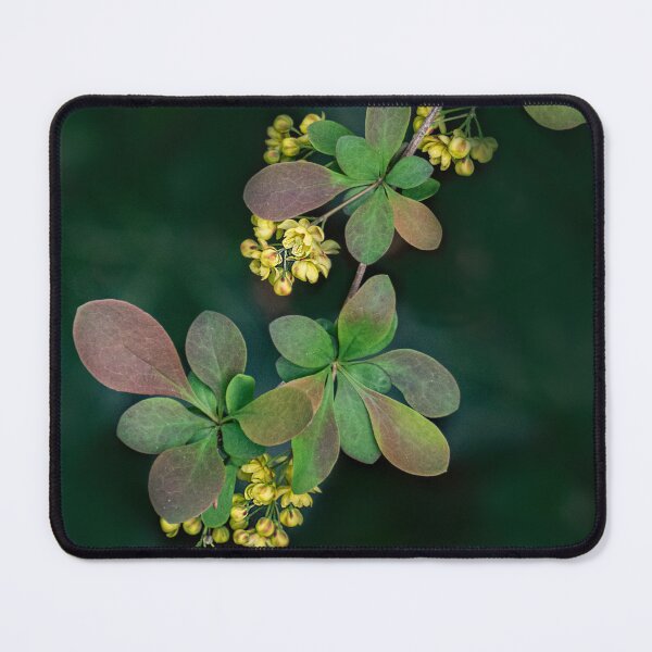 Item preview, Japanese Barberry in Spring designed and sold by Gerda Grice Photography.