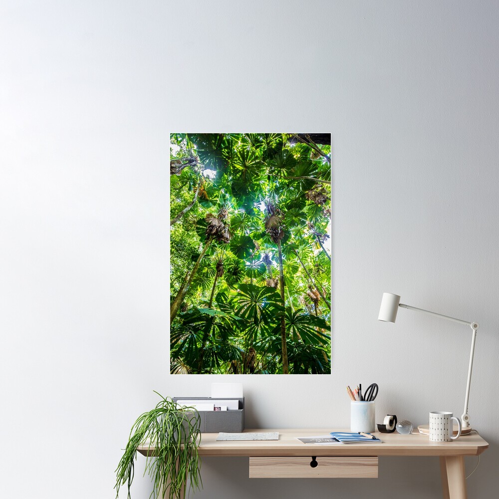 Fan palm forest Poster