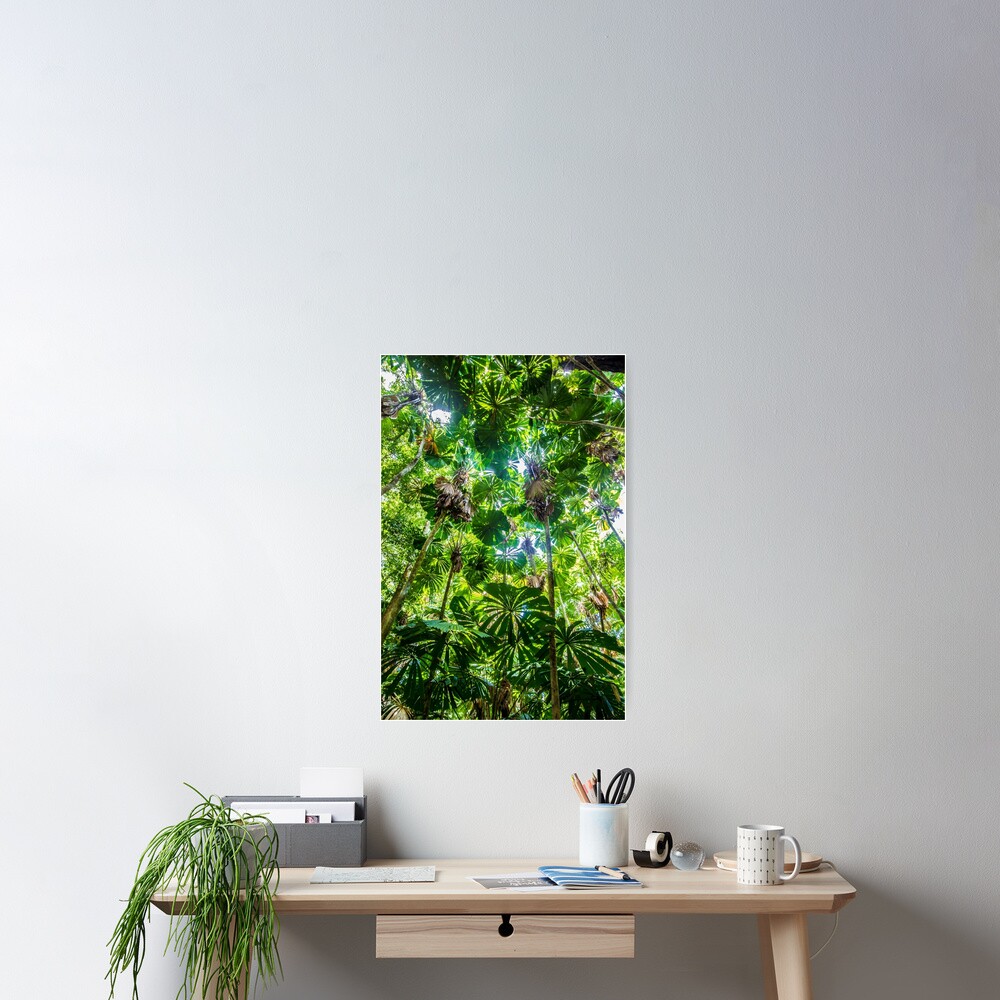 Fan palm forest Poster