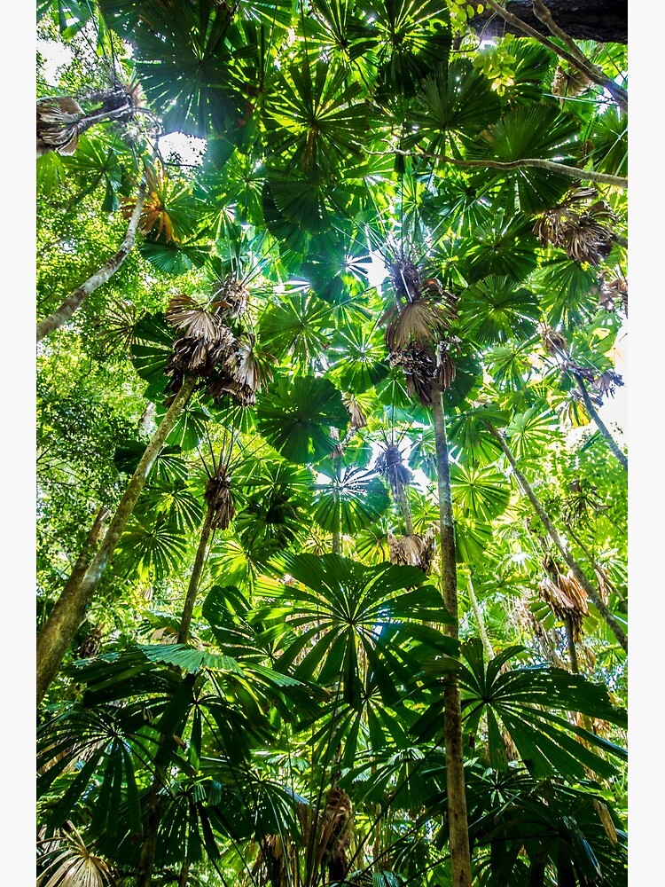 Fan palm forest by DavidWachenfeld