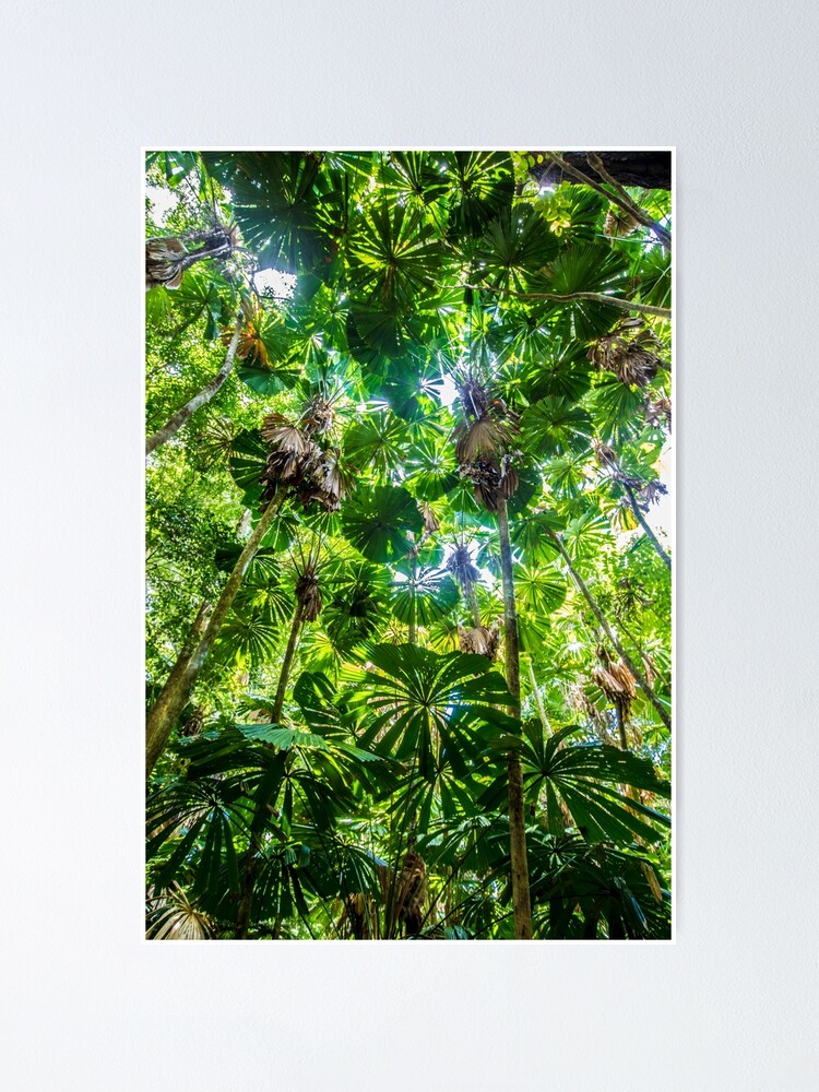 Alternate view of Fan palm forest Poster