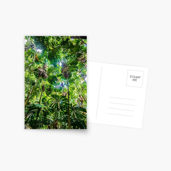 Fan palm forest Postcard