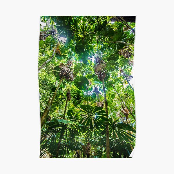 Fan palm forest Poster