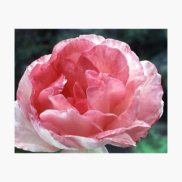 Artikelvorschau, Pink Rose entworfen und verkauft von kitlew.