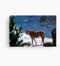 Snow Baby Canvas Print