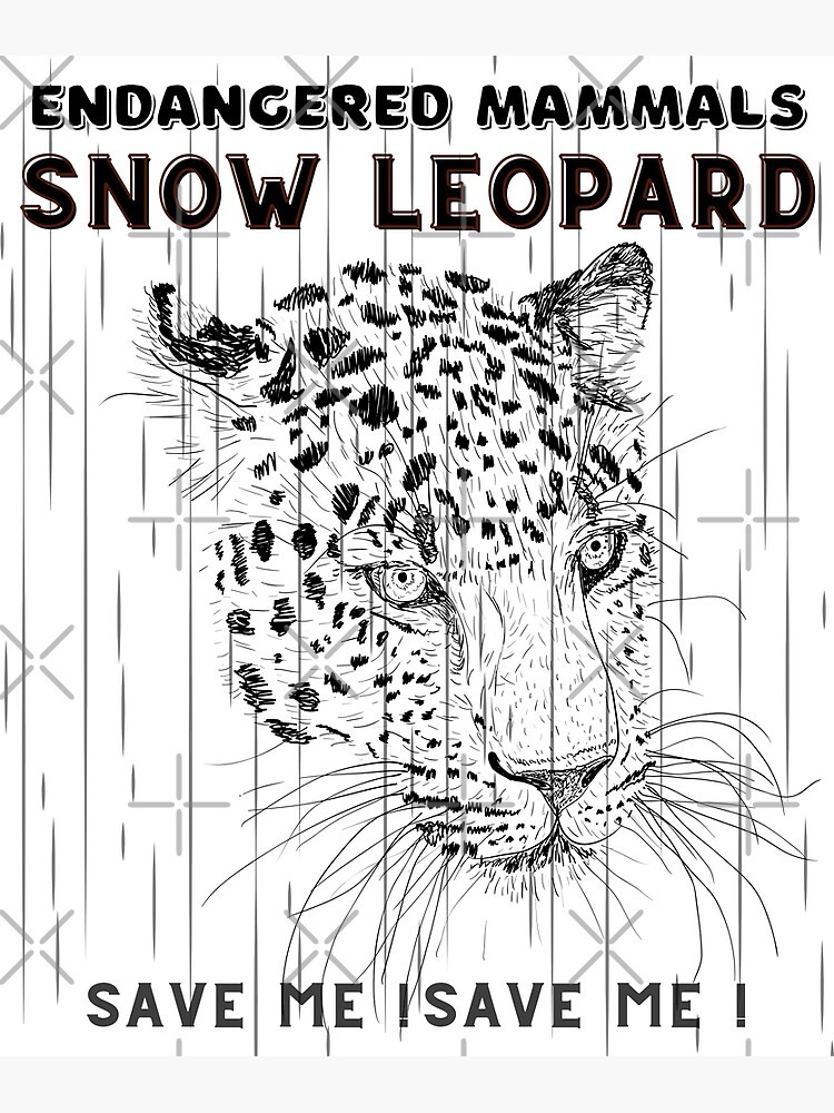 Snow Leopard facts and photos