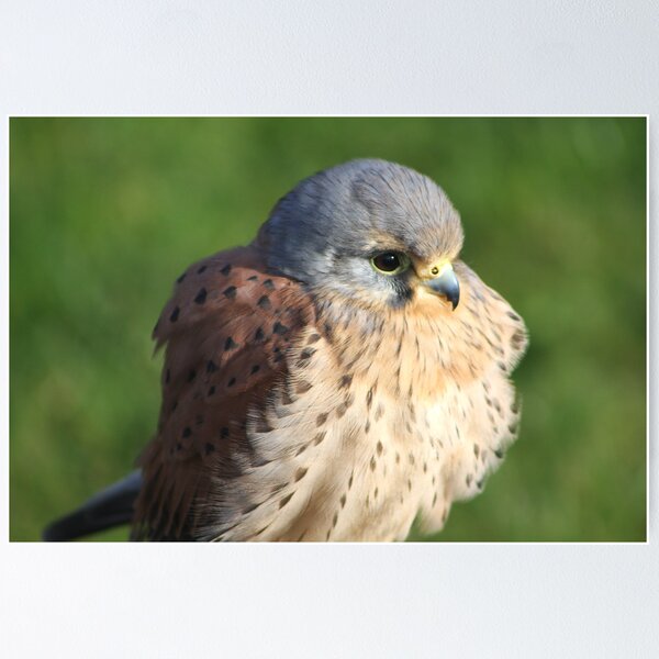 Item preview, The Beautiful Kestrel designed and sold by jdmphotography.