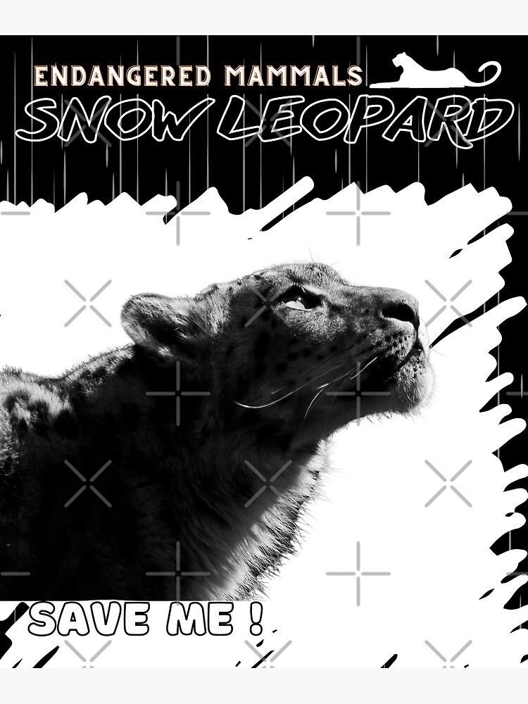 Snow Leopard facts and photos