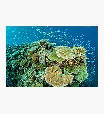 Habitat Photographic Print