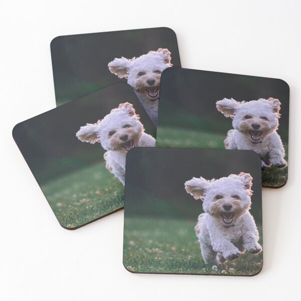 Item preview, Bright  and Fluffy mini cockapoo puppy having its time at the park designed and sold by BHAVANI REDDY.